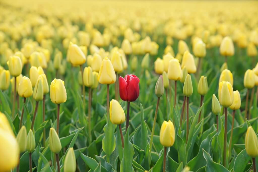 How to Make Your Job Descriptions Stand Out 9 One red tulip standing out in a field of yellow